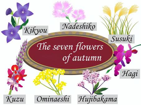 秋の七草のイラスト 秋の七草,秋,花,植物,葉,ナデシコ,オミナエシ,キキョウ,ハギ,クズのイラスト素材