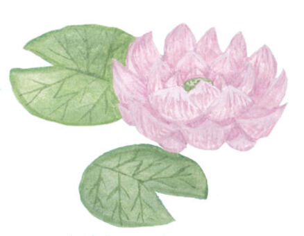 lotus, , JPG and PNG