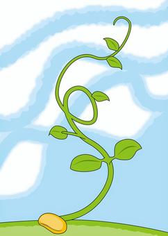 豆の木おとぎ話 豆の木,おとぎ話,発芽,成長,のびる,葉,植物,つる,うねる,空のイラスト素材