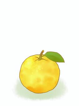 冬至のゆず・ころんとイラスト【2】（大） 冬至,柚子,ゆず,果物,白色背景,縦長,冬の風物詩,冬,背景素材,12月のイラスト素材