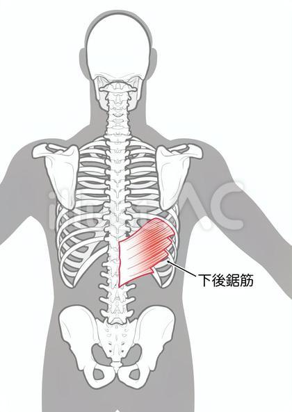 下後鋸筋