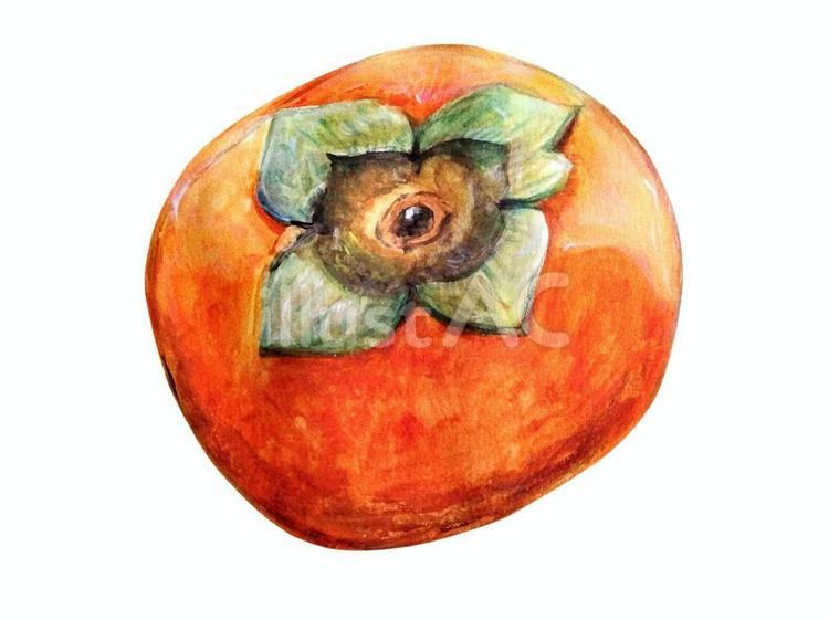 佐伯教通 「水島柿」直筆 色紙画 絵画 水彩画 佐伯教通 「水島柿」直筆 色紙画 絵画 水彩画