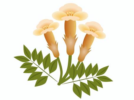 ノウゼンカズラ01（橙） ノウゼンカズラ,花,橙,つる植物,庭木のイラスト素材