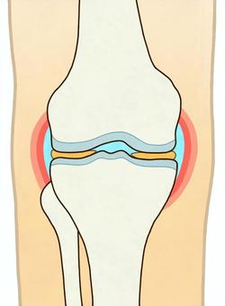 右膝の関節の断面（正面・輪郭あり） 膝,右膝,関節,軟骨,大腿骨,脛骨,腓骨,関節液,関節包,滑膜のイラスト素材