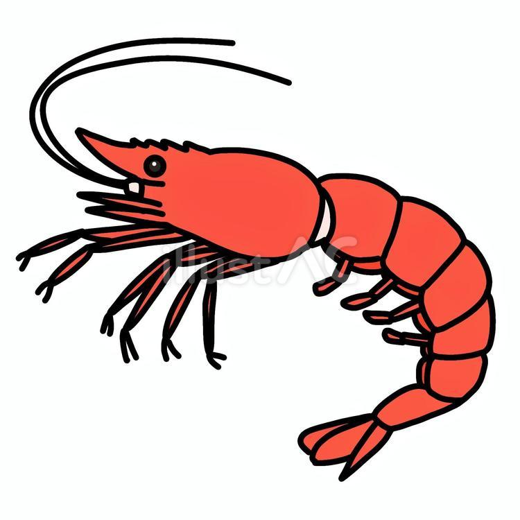 エビ エビ,海老,シンプルのイラスト素材