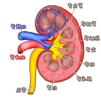 腎臓　解剖図　名称入り 腎臓,人体,解剖図,臓器,医療,医学,アイコン,かわいい,シンプル,イラストのイラスト素材