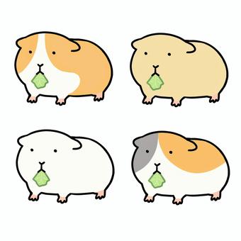 モルモット（食事/キャベツ） モルモット,ごはん,食事,エサ,餌,キャベツ,葉っぱ,ゆるい,可愛い,シンプルのイラスト素材