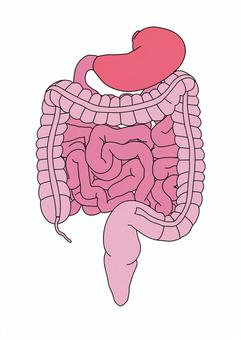 人体の胃・小腸・大腸 胃,小腸,大腸,虫垂,上行結腸,横行結腸,下行結腸,s状結腸,直腸,内臓のイラスト素材