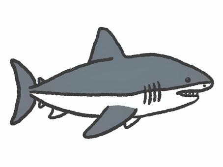 Illustration, a shark, animal, sea, 