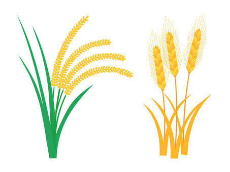 稲穂と小麦 稲穂,小麦,農作物,稲,米,麦,植物,食べ物,三大穀物,田んぼのイラスト素材