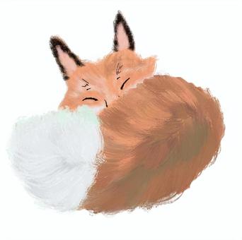眠るキツネ キタキツネ,キツネ,野生動物,動物,自然のイラスト素材