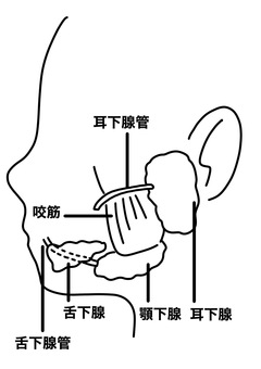 唾液腺と咬筋　線画 唾液腺,舌下腺,耳下腺,顎下腺,咬筋,横顔,線画のイラスト素材