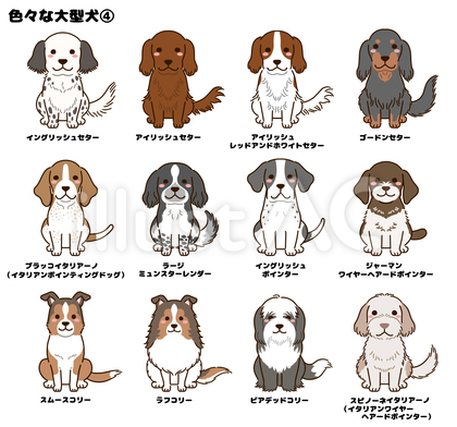 色々な大型犬④