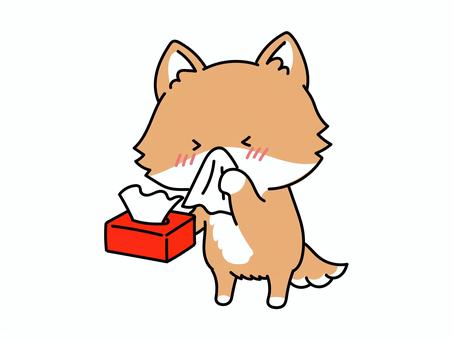 鼻をかむ、鼻をすする、鼻を拭く柴犬さん 鼻水,風邪,アレルギー,花粉症,柴犬,しばいぬ,シバイヌ,犬,いぬ,イヌのイラスト素材