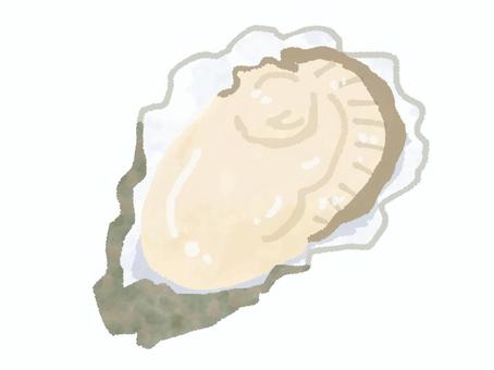 牡蠣（かき） 牡蠣,貝,魚介類,殻,むき身,食材,食べ物,水彩,手描きのイラスト素材