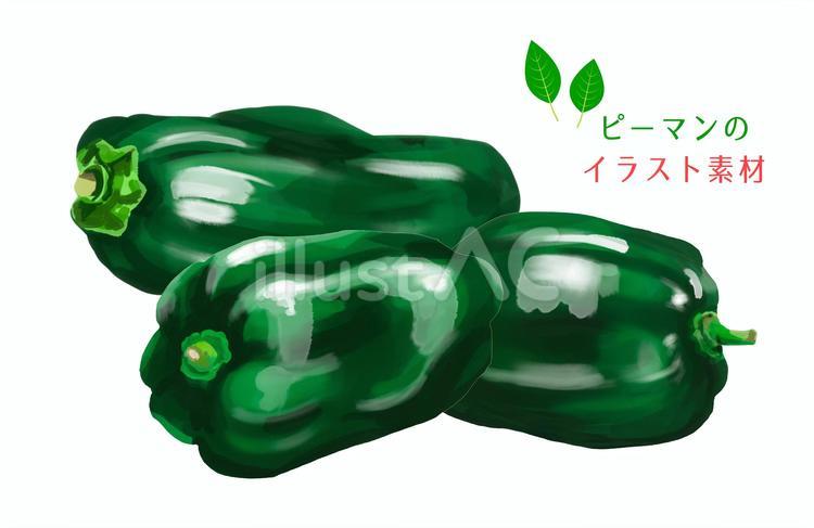水彩風の手描きピーマンのイラスト素材 ピーマン,野菜,夏野菜のイラスト素材