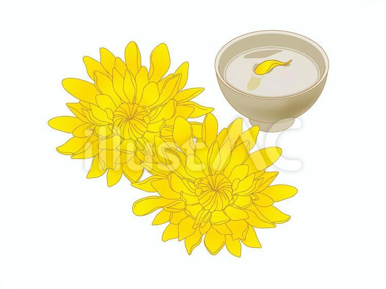 重陽の日 菊,酒,重陽のイラスト素材