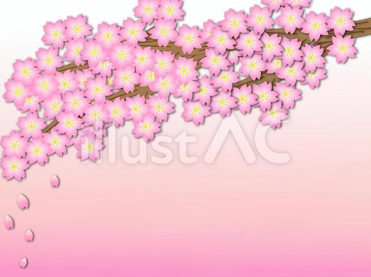 満開の桜の背景 桜,桜の花,背景のイラスト素材