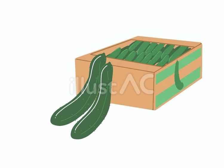 きゅうりの箱づめ キュウリ,箱づめ,箱のイラスト素材