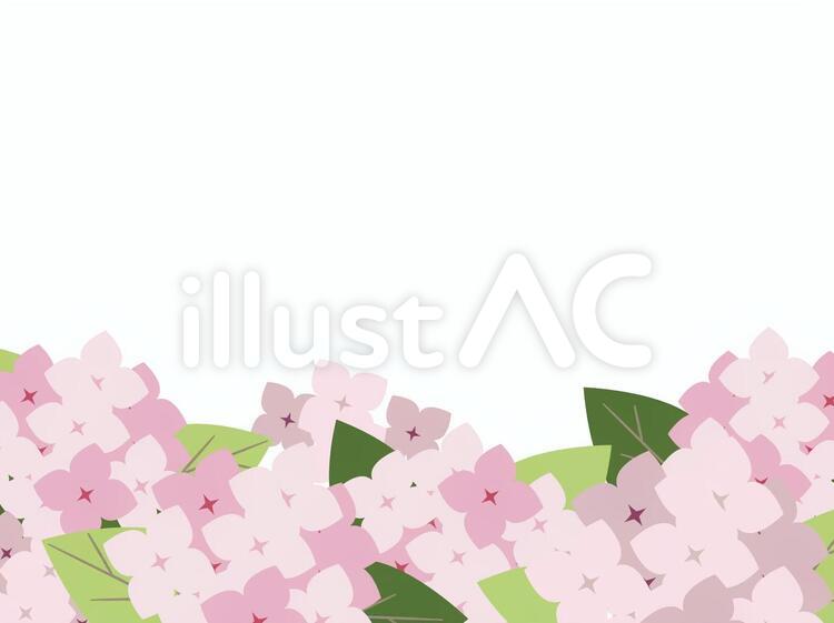 背景素材25　赤の紫陽花(背景白) 紫陽花,背景,アジサイのイラスト素材