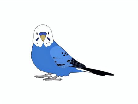 セキセイインコオパーリンバイオレット 鳥,インコ,セキセイインコ,オパーリンバイオレット,ペット,手乗り,フリー,無料のイラスト素材