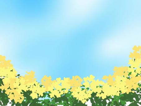 菜の花畑のイラスト 菜の花,花,春,風景,背景,壁紙,イラスト,手描きのイラスト素材