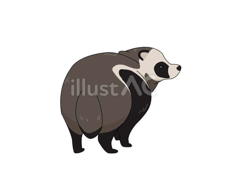 タヌキ（振り向く） タヌキ,動物,日本のイラスト素材