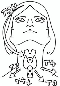 刺激ホルモンと甲状腺ホルモン　女性線画 甲状腺,ホルモン,tsh,矢印,刺激,線画のイラスト素材