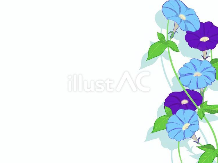 手描き朝顔フレーム フレーム,植物,花のイラスト素材