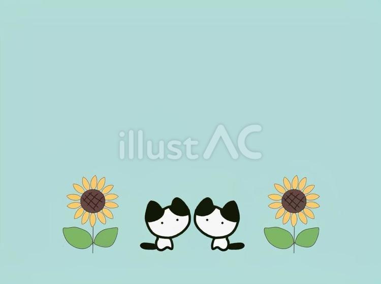 ハチワレ　猫　(向日葵　2) 動物,ねこ,ハチワレのイラスト素材