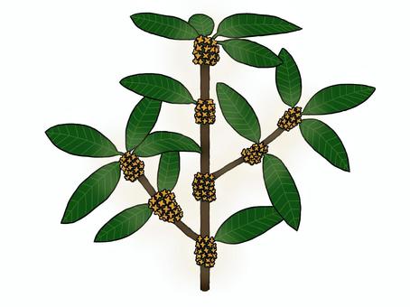 キンモクセイ キンモクセイ,植物,花,秋,オレンジ,枝,葉,フローラル,フレグランス,においのイラスト素材