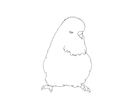 ジャンボセキセイ線画 鳥,インコ,かわいい,ペット,手乗り,ジャンボセキセイ,ジャンボセキセイインコ,無料,線画,フリーのイラスト素材