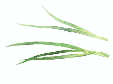 Watercolor green onions, leek, condiment, vegetables, JPG and PNG