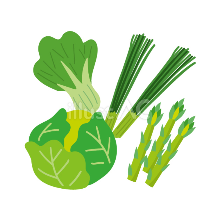 ネギと白菜とキャベツとアスパラ 野菜,旬,緑のイラスト素材