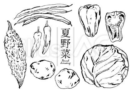 夏野菜2