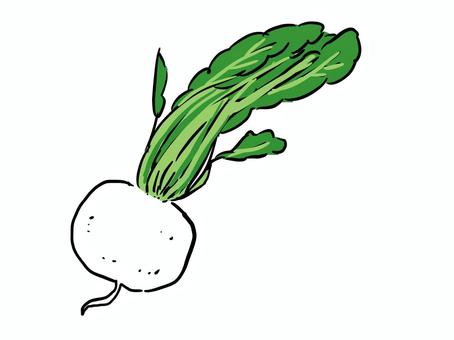 Illustration, turnip, vegetables, winter, JPG and PNG