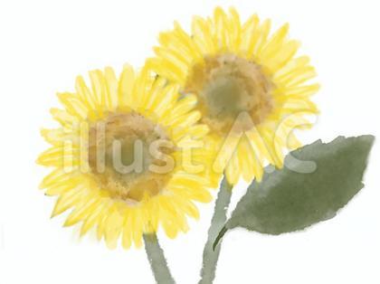 ヒマワリの花イラスト水彩画風挿絵