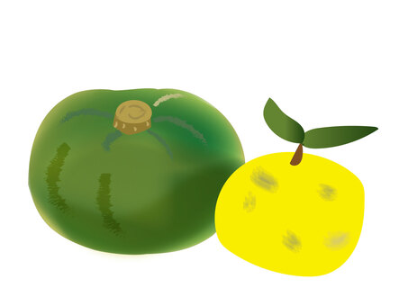 冬至・かぼちゃとゆず・文字なし 冬至,かぼちゃ,なんきんのイラスト素材