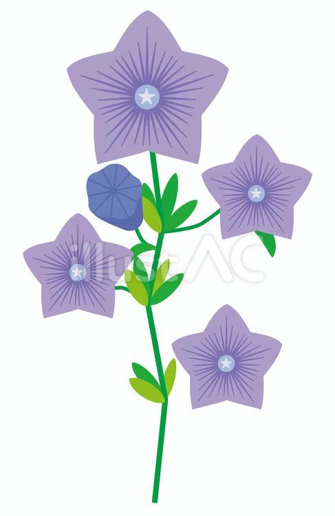 花-桔梗_02 キキョウ,桔梗,花のイラスト素材