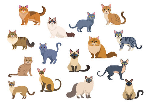 Illustration, кот, chartreux, siam, 