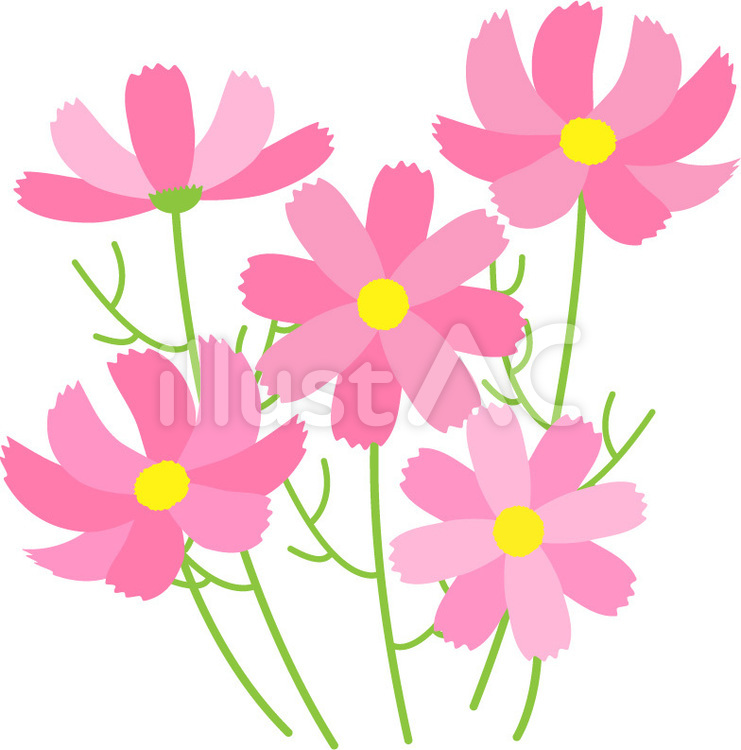 秋桜08 秋桜,花,秋のイラスト素材