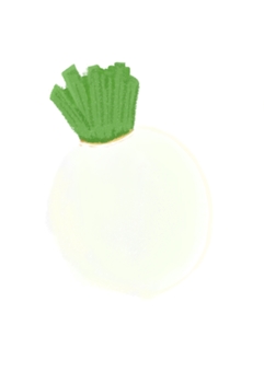 聖護院大根(手描き) 聖護院大根,京野菜,冬野菜,手描き,冬のイラスト素材