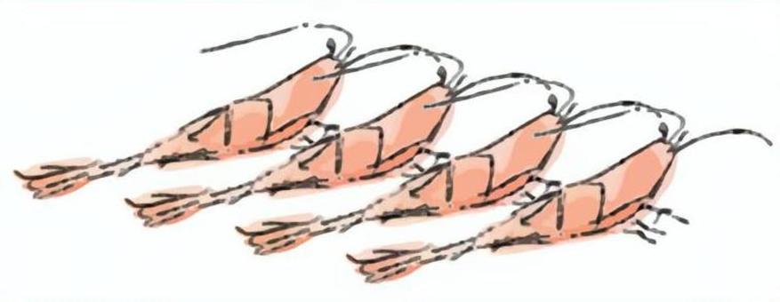 エビ エビ,海産物,シーフード,食べ物,甲殻類,食材,海洋生物,生き物のイラスト素材