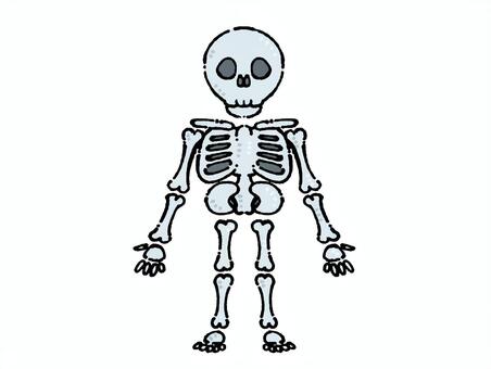 骸骨の全身イラスト ハロウィン,骸骨,ガイコツ,スケルトン,全身,骨,頭蓋骨,ドクロ,人体骨格,骨格のイラスト素材