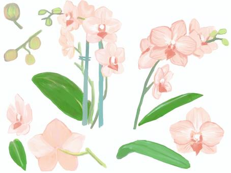 ピンクのマイクロ胡蝶蘭 ピンクのマイクロ胡蝶蘭 マイクロ胡蝶蘭,ラン科,ピンク,緑,蕾,葉っぱ,花,植物,花言葉,イラストのイラスト素材