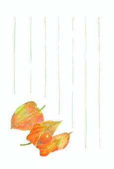 季節のはがき【夏・ほおずき・罫あり】 ほおずき,夏,はがき,季節,8月,9月,ポストカード,お礼状,メッセージカード,水彩のイラスト素材