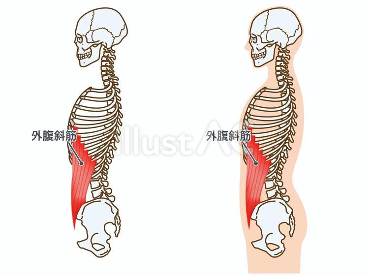 外腹斜筋と骨格：横から：筋名あり 外腹斜筋,筋,筋肉のイラスト素材