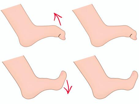 足の指の運動イラスト　フリー素材 足,屈伸,グー,パー,運動,足裏,リハビリ,足首,健康,足底のイラスト素材