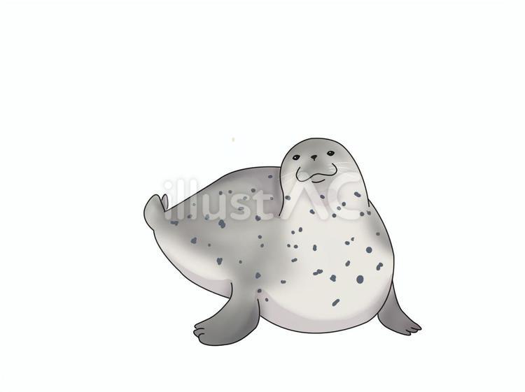 ゴマフアザラシ（見上げる） ゴマフアザラシ,アザラシ,動物のイラスト素材