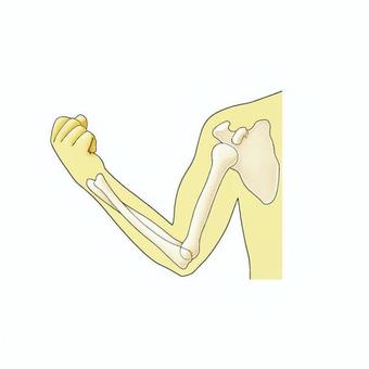 腕を曲げる（骨） 腕,骨,上腕骨,前腕,橈骨,尺骨,関節,肩甲骨,肘,手のイラスト素材